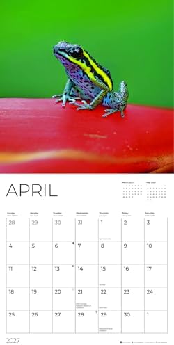 Frogs 2027 Wall Calendar, 12 x 24 Hanging Pacific Waters Press