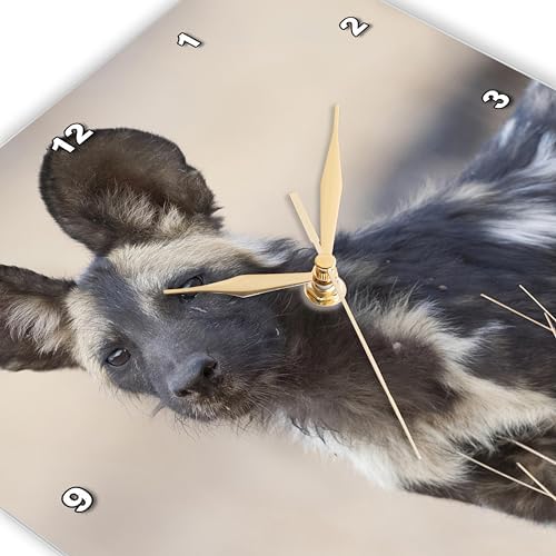 3dRose Wall Clock Silent - 10 inch - Zimbabwe, Mana Pools NP. Close-up of Wild Dog - African Wildlife