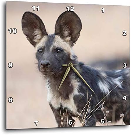 3dRose Wall Clock Silent - 10 inch - Zimbabwe, Mana Pools NP. Close-up of Wild Dog - African Wildlife