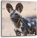 3dRose Wall Clock Silent - 10 inch - Zimbabwe, Mana Pools NP. Close-up of Wild Dog - African Wildlife