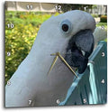 3dRose Wall Clock Silent - 13 inch - White Cockatoo - Animals