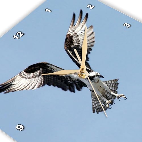 3dRose Wall Clock Silent - 10 inch - Image of Beautiful Osprey in Flight - Lens Art by Florene - Birds II