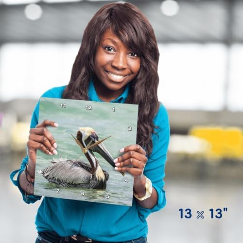3dRose Wall Clock Silent - 13 inch - Belize, Ambergris Caye. Adult Brown Pelican Floats on Caribbean Sea. - Animals