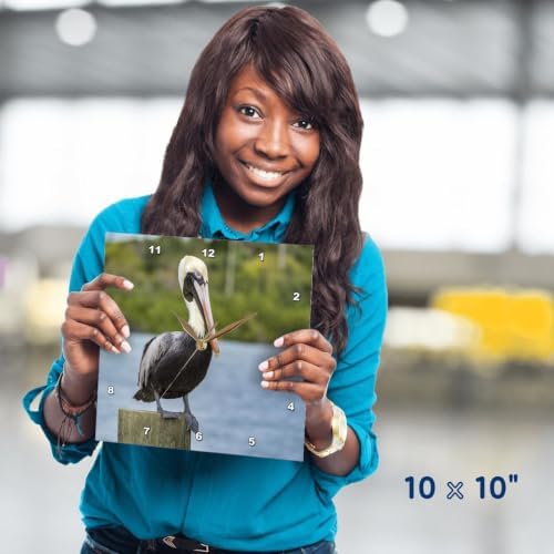 3dRose Wall Clock Silent - 10 inch - Brown Pelican, New Smyrna Beach, Florida, USA - Animals
