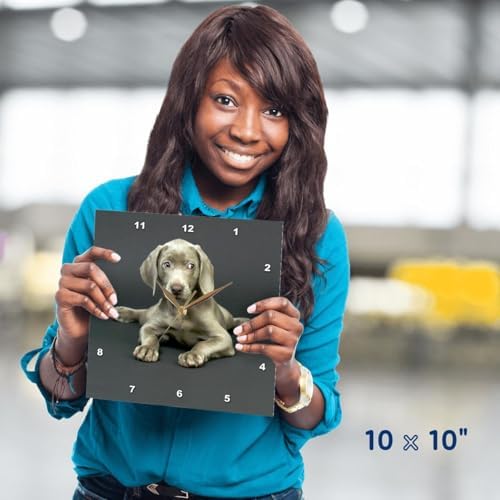 3dRose Wall Clock Silent - 10 inch - Weimaraner Puppy - Dogs Weimaraner