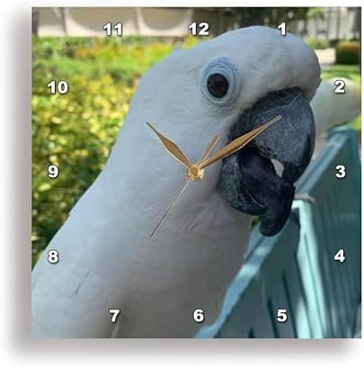 3dRose Wall Clock Silent - 13 inch - White Cockatoo - Animals