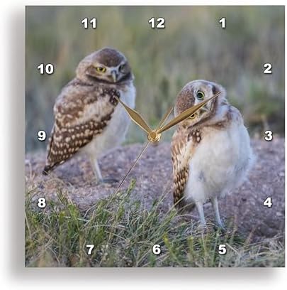 3dRose Wall Clock Silent - 13 inch - USA, WY. Two Young Burrowing Owls Stand at The Edge of Their Burrow - Animals