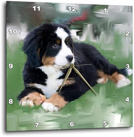 3dRose DPP_4038_2 Bernese Mountain Dog Wall Clock, 13 by 13-Inch