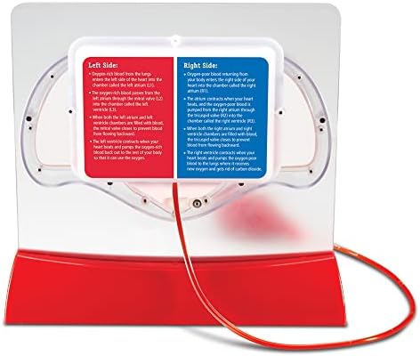 Learning Resources Pumping Heart Model