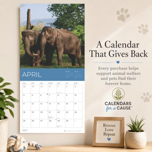 2027 Rescue Elephant Wall Calendar, 12 x 24 Hanging Pacific Waters Press