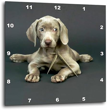 3dRose Wall Clock Silent - 10 inch - Weimaraner Puppy - Dogs Weimaraner