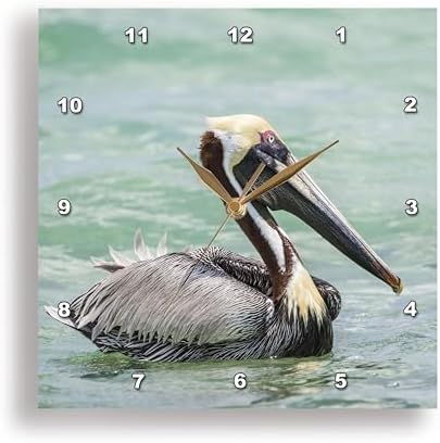 3dRose Wall Clock Silent - 13 inch - Belize, Ambergris Caye. Adult Brown Pelican Floats on Caribbean Sea. - Animals