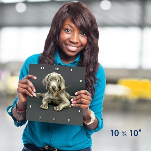 3dRose Wall Clock Silent - 10 inch - Weimaraner Puppy - Dogs Weimaraner