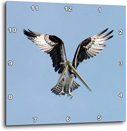 3dRose Wall Clock Silent - 10 inch - Image of Beautiful Osprey in Flight - Lens Art by Florene - Birds II
