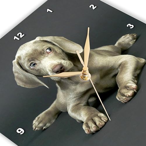 3dRose Wall Clock Silent - 10 inch - Weimaraner Puppy - Dogs Weimaraner