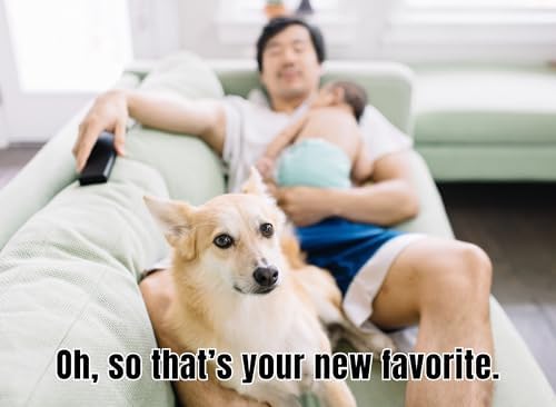Human Shaming Calendar 2027 Funny Dog Monthly Wall