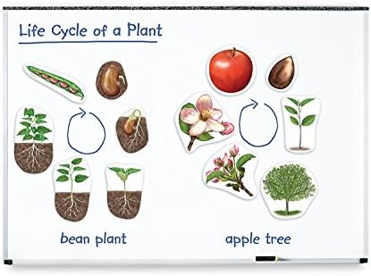 Learning Resources Giant Magnetic Plant Life Cycle - STEM Growing Seed, Montessori Tree , Biology Cards, Classroom Teacher Must Haves Activities, Science Homeschool Essentials, Gifts for Students