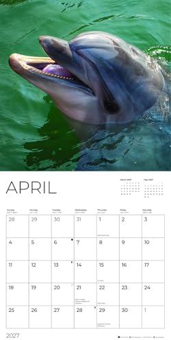 Dolphins 2027 Wall Calendar, 12 x 24 Hanging Pacific Waters Press