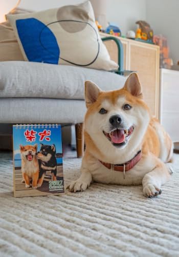 Shiba Inu Desktop Calendar 2027, Cute Dog & Puppy Photos, Japanese Scenery