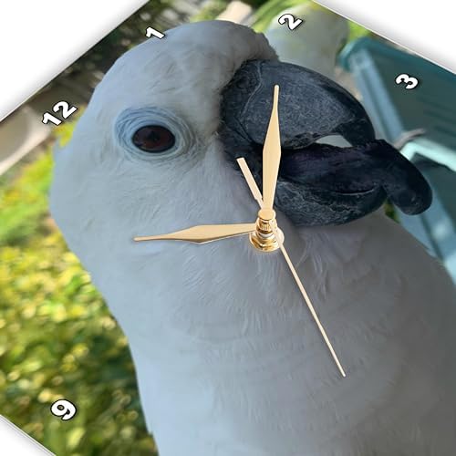 3dRose Wall Clock Silent - 13 inch - White Cockatoo - Animals