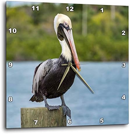 3dRose Wall Clock Silent - 10 inch - Brown Pelican, New Smyrna Beach, Florida, USA - Animals