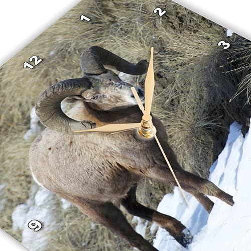3dRose Wall Clock Silent - 13 inch - Rocky Mountain Bighorn Sheep ram. - Animals