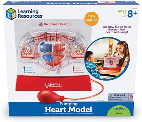 Learning Resources Pumping Heart Model