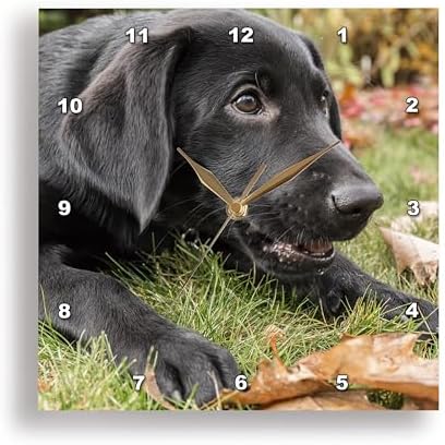 3dRose Wall Clock Silent - 13 inch - Portrait of a Three Month Old Black Labrador Retriever Puppy - Animals