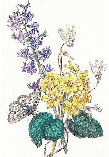 Sakura Craypas FY30NU Coupy Colored Pencils, 30 Colors, Color On Color
