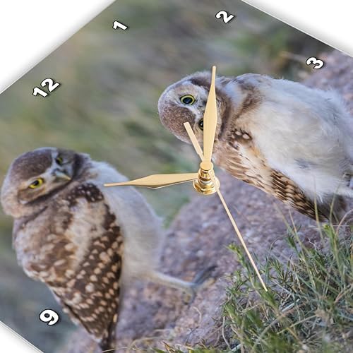 3dRose Wall Clock Silent - 13 inch - USA, WY. Two Young Burrowing Owls Stand at The Edge of Their Burrow - Animals