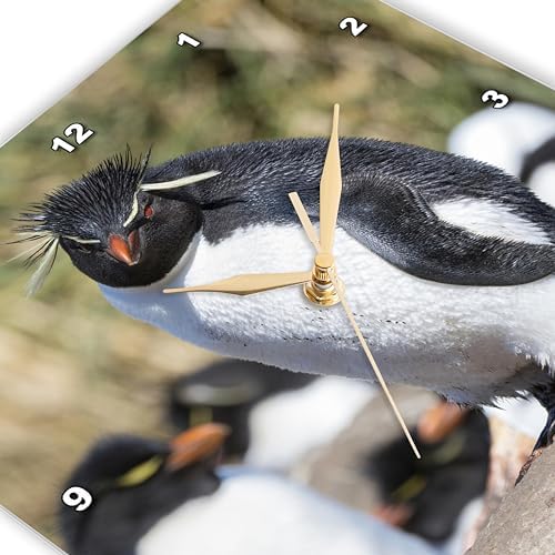 3dRose Wall Clock Silent - 13 inch - Rockhopper Penguin, Falkland Islands - Animals