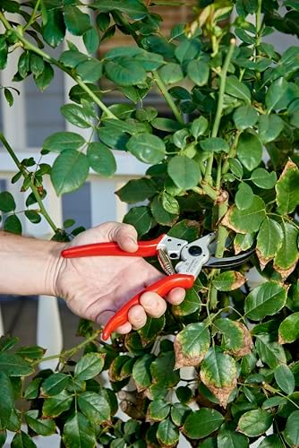 Corona Tools BP 4250 MAXFORGED Aluminum Bypass Pruner, 1-Inch Cut Capacity, Professional Hand Pruning Shears with Replaceable Steel Blade & Ergonomic Angled Head