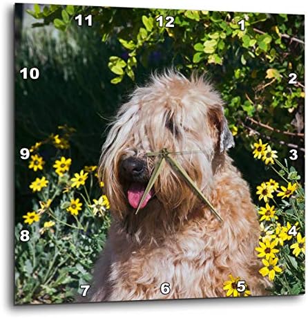 3dRose Wall Clock Silent - 13 inch - Wheaten Terrier Sitting in Yellow Flowers, PR - Animals