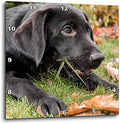 3dRose Wall Clock Silent - 13 inch - Portrait of a Three Month Old Black Labrador Retriever Puppy - Animals