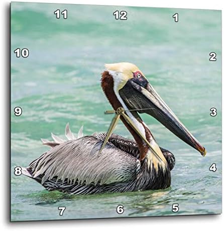 3dRose Wall Clock Silent - 13 inch - Belize, Ambergris Caye. Adult Brown Pelican Floats on Caribbean Sea. - Animals