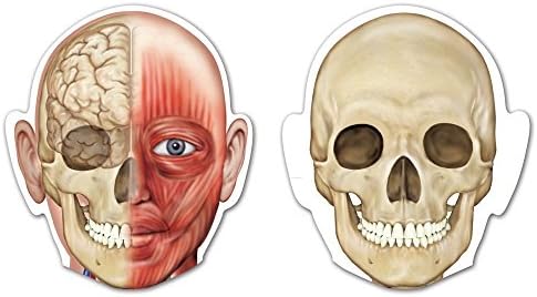 Learning Resources Double-Sided Magnetic Human Body