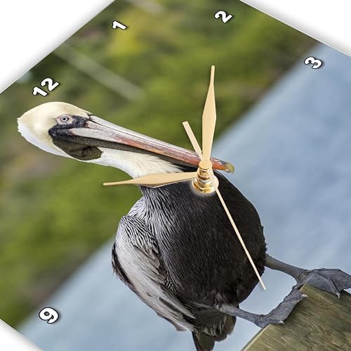 3dRose Wall Clock Silent - 10 inch - Brown Pelican, New Smyrna Beach, Florida, USA - Animals