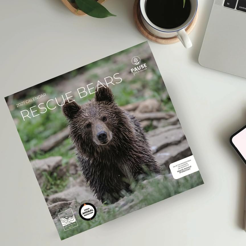 2027 Rescue Bear Wall Calendar, 12 x 24 Hanging Pacific Waters Press