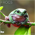 Frogs 2027 Wall Calendar, 12 x 24 Hanging Pacific Waters Press