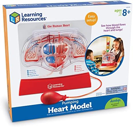 Learning Resources Pumping Heart Model