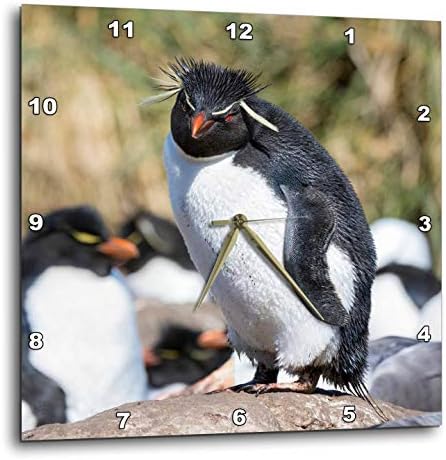 3dRose Wall Clock Silent - 13 inch - Rockhopper Penguin, Falkland Islands - Animals
