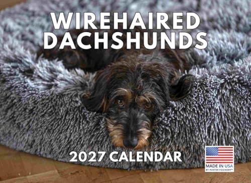 Wirehaired Dachshund Calendar 2027 Monthly Wall Calender 12 Month