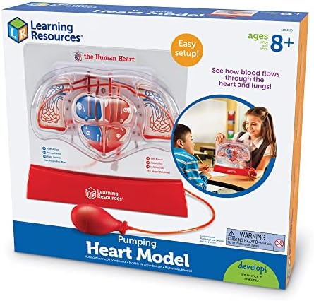 Learning Resources Pumping Heart Model