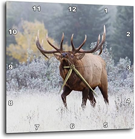 3D Rose DPP_231971_2 Rocky Mountain Bull Elk, 13" x 13"