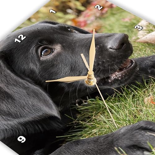 3dRose Wall Clock Silent - 13 inch - Portrait of a Three Month Old Black Labrador Retriever Puppy - Animals