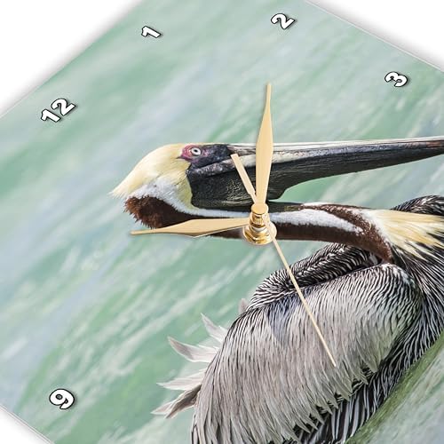 3dRose Wall Clock Silent - 13 inch - Belize, Ambergris Caye. Adult Brown Pelican Floats on Caribbean Sea. - Animals