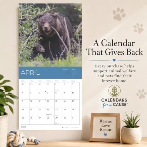 2027 Rescue Bear Wall Calendar, 12 x 24 Hanging Pacific Waters Press