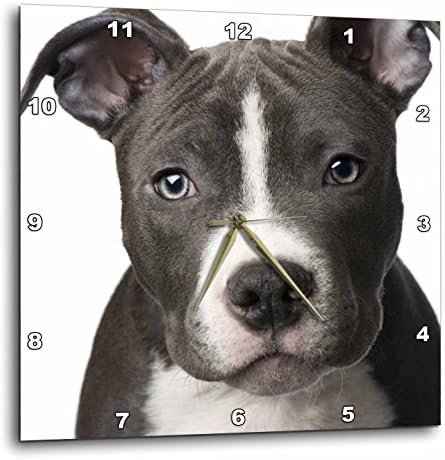 3dRose dpp_4240_2 American Pit Bull Terrier Puppy-Wall Clock, 13 by 13-Inch