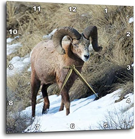 3dRose Wall Clock Silent - 13 inch - Rocky Mountain Bighorn Sheep ram. - Animals