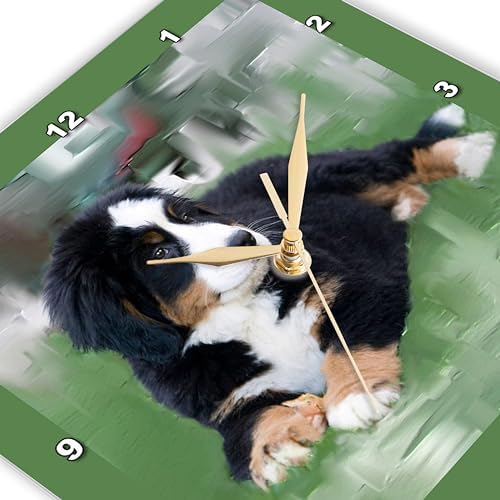 3dRose DPP_4038_2 Bernese Mountain Dog Wall Clock, 13 by 13-Inch